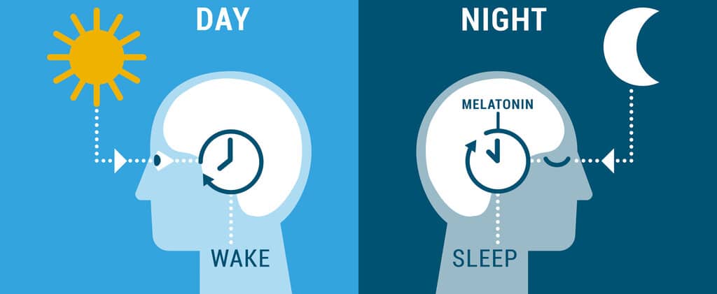 How To Fix Circadian Rhythm Heightcounter5